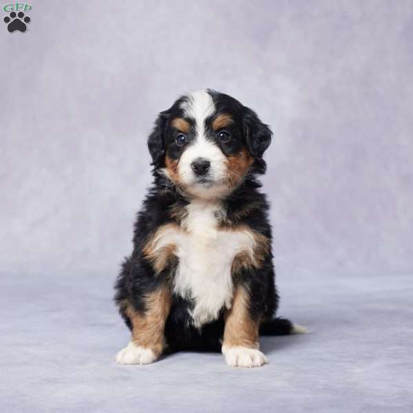 Ali, Mini Bernedoodle Puppy